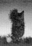 霧につつまれたハリネズミ