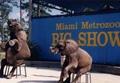 Zoo
